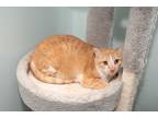 Adopt Browny a Gray or Blue (Mostly) Domestic Shorthair (short coat) cat in