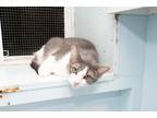 Adopt Baby Boy a Gray or Blue (Mostly) Domestic Shorthair (short coat) cat in