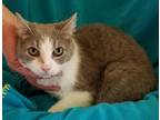 Adopt Surge a Gray, Blue or Silver Tabby Domestic Shorthair (short coat) cat in