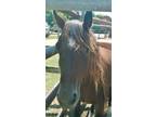 Adopt Charmaine a Bay Quarterhorse horse in Alvin, TX (16371975)