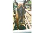 Adopt Noelle a Chestnut/Sorrel Quarterhorse horse in Alvin, TX (16372050)
