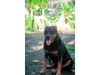 Adopt Jackie a Black - with Tan, Yellow or Fawn Jack Russell Terrier / Doberman
