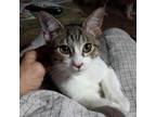 Adopt Sydney a Gray, Blue or Silver Tabby Domestic Shorthair / Mixed (short
