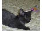 Adopt Sheldon a All Black Domestic Shorthair / Mixed (short coat) cat in