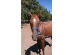 Adopt Maddison a Chestnut/Sorrel Quarterhorse horse in Alvin, TX (16372674)