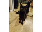 Adopt Keanu a All Black Domestic Shorthair (short coat) cat in Scottsdale