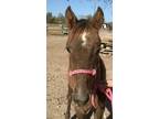 Adopt Macie a Roan Quarterhorse horse in Alvin, TX (16373042)