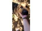 Adopt Sarge a Black - with Tan, Yellow or Fawn German Shepherd Dog / Mixed dog