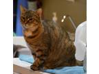 Adopt Mulan a Calico or Dilute Calico Domestic Shorthair (short coat) cat in