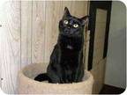Adopt Suzy Q a All Black Domestic Shorthair (short coat) cat in Bartlett