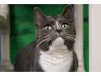Adopt Shana a Gray or Blue (Mostly) Domestic Shorthair (short coat) cat in New