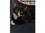 Adopt Awanui a Black & White or Tuxedo Domestic Shorthair (short coat) cat in
