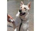 Adopt Lucky a White German Shepherd Dog / Mixed dog in Austin, TX (25313849)