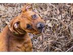 Adopt Lizzie a Brown/Chocolate Boxer / Terrier (Unknown Type
