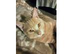 Adopt Charley a Tan or Fawn Domestic Mediumhair / Mixed (medium coat) cat in