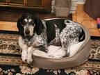 Adopt Helga Hughes a Gray/Silver/Salt & Pepper - with Black Beagle / Bluetick