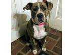Adopt Baby Girl a Brindle Pit Bull Terrier / Staffordshire Bull Terrier / Mixed