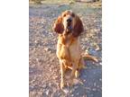 Adopt Hank a Red/Golden/Orange/Chestnut Bloodhound / Mixed dog in Acton