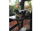 Adopt Gigi a White (Mostly) Domestic Shorthair (short coat) cat in Lauderhill