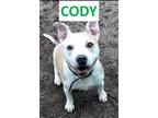 Adopt Cody a White - with Brown or Chocolate Pit Bull Terrier / Mixed dog in