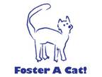 Adopt Foster A Cat a Orange or Red Tabby Domestic Shorthair (short coat) cat in