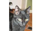 Adopt Shia a All Black Domestic Longhair / Mixed (long coat) cat in Houston
