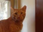 Adopt Barn Cats a Orange or Red Tabby Domestic Shorthair (short coat) cat in