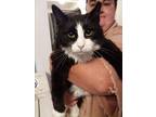 Adopt Pink Nose a Black & White or Tuxedo Domestic Longhair (long coat) cat in