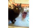 Adopt Violet a Black (Mostly) Domestic Mediumhair (medium coat) cat in