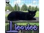 Adopt Licorice a All Black Domestic Shorthair (short coat) cat in Toledo