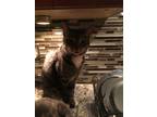 Adopt Jake a Brown Tabby Domestic Shorthair (short coat) cat in Lauderhill