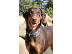 Adopt Harley a Brown/Chocolate - with Tan Doberman Pinscher / Mixed dog in