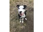 Adopt Louie a Black - with White American Pit Bull Terrier / Mixed dog in Grand