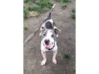 Adopt Hobbes a Gray/Blue/Silver/Salt & Pepper American Staffordshire Terrier /