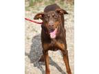 Adopt Tempo a Brown/Chocolate - with Tan Doberman Pinscher / Mixed dog in