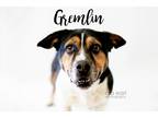 Adopt Gremlin a Tricolor (Tan/Brown & Black & White) Basset Hound / Jack Russell