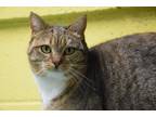 Adopt Venetian a Brown Tabby Domestic Shorthair (short coat) cat in Pottsville