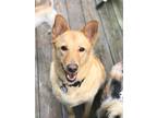 Adopt Belle a Tan/Yellow/Fawn Husky / Labrador Retriever / Mixed dog in