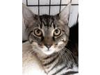 Adopt Loki a Brown Tabby Domestic Shorthair (short coat) cat in Bethpage