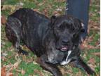 Adopt Rayna a Brindle Boxer / Staffordshire Bull Terrier / Mixed dog in New
