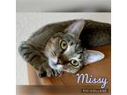 Adopt Missy a Brown Tabby Domestic Shorthair (short coat) cat in Arlington/Ft