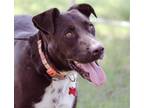 Adopt Darby a Black - with Tan, Yellow or Fawn Border Collie / Mixed dog in
