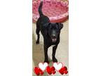 Adopt Dasher a Black Labrador Retriever / Mixed dog in Crenshaw, MS (26678834)