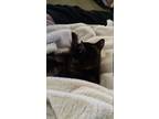 Adopt Kiki and Autumn a Tortoiseshell Domestic Mediumhair / Mixed (medium coat)