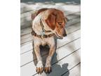 Adopt Luca a Red/Golden/Orange/Chestnut - with White English (Redtick) Coonhound