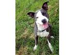 Adopt Regulus a Gray/Silver/Salt & Pepper - with White Pit Bull Terrier / Mixed