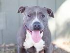 Adopt Puppy a Gray/Silver/Salt & Pepper - with White Pit Bull Terrier / Mixed