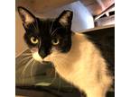 Adopt Mama Kitty a Black & White or Tuxedo Domestic Shorthair (short coat) cat