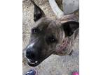 Adopt Frankie a Brindle American Pit Bull Terrier / Mixed dog in Blanchard