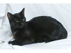Adopt Minx M a All Black Domestic Shorthair (short coat) cat in Sacramento